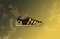 Adidas x Brain Dead Japan Low - Shadow Brown/Hazel Yellow/Off White