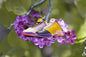 LeBron 19 Low - Lilac/Pink Gaze/DK Smoke Grey