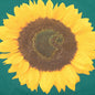 S/S Sunflower T-Shirt - Rainforest